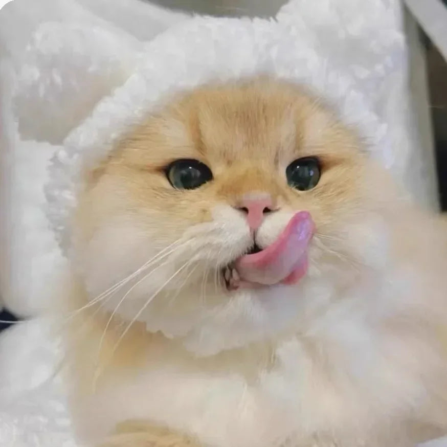Gorro Oso Peludo para Mascota